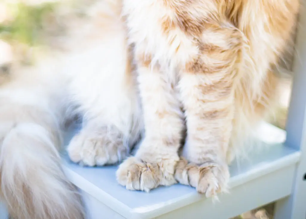 Mythic Maine Coons