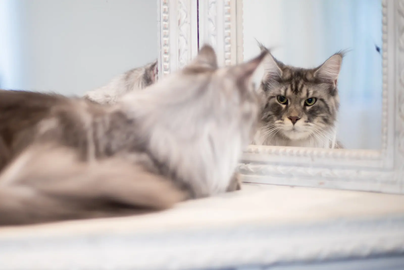 Mythic Maine Coons