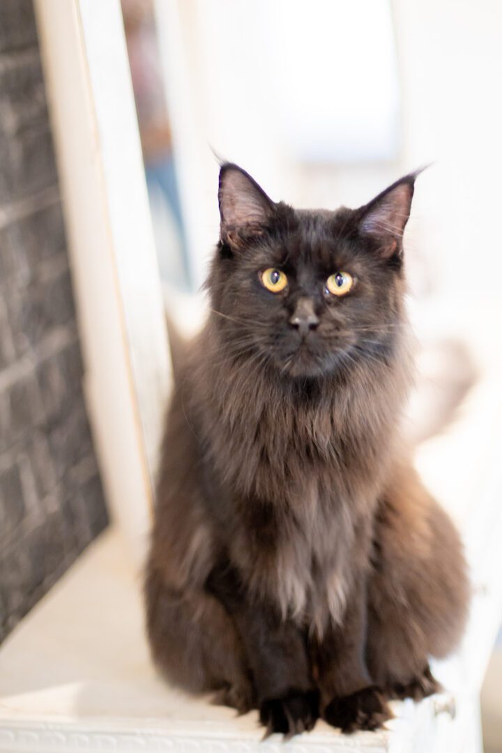 Mythic Maine Coons
