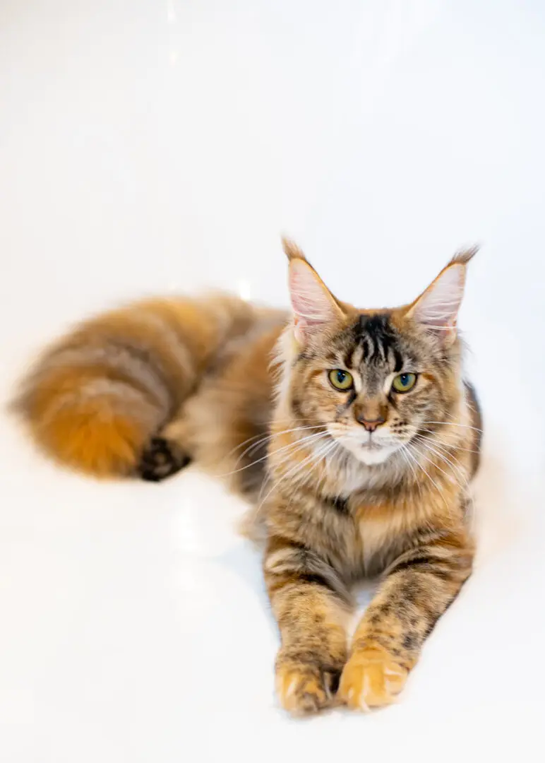 Mythic Maine Coons