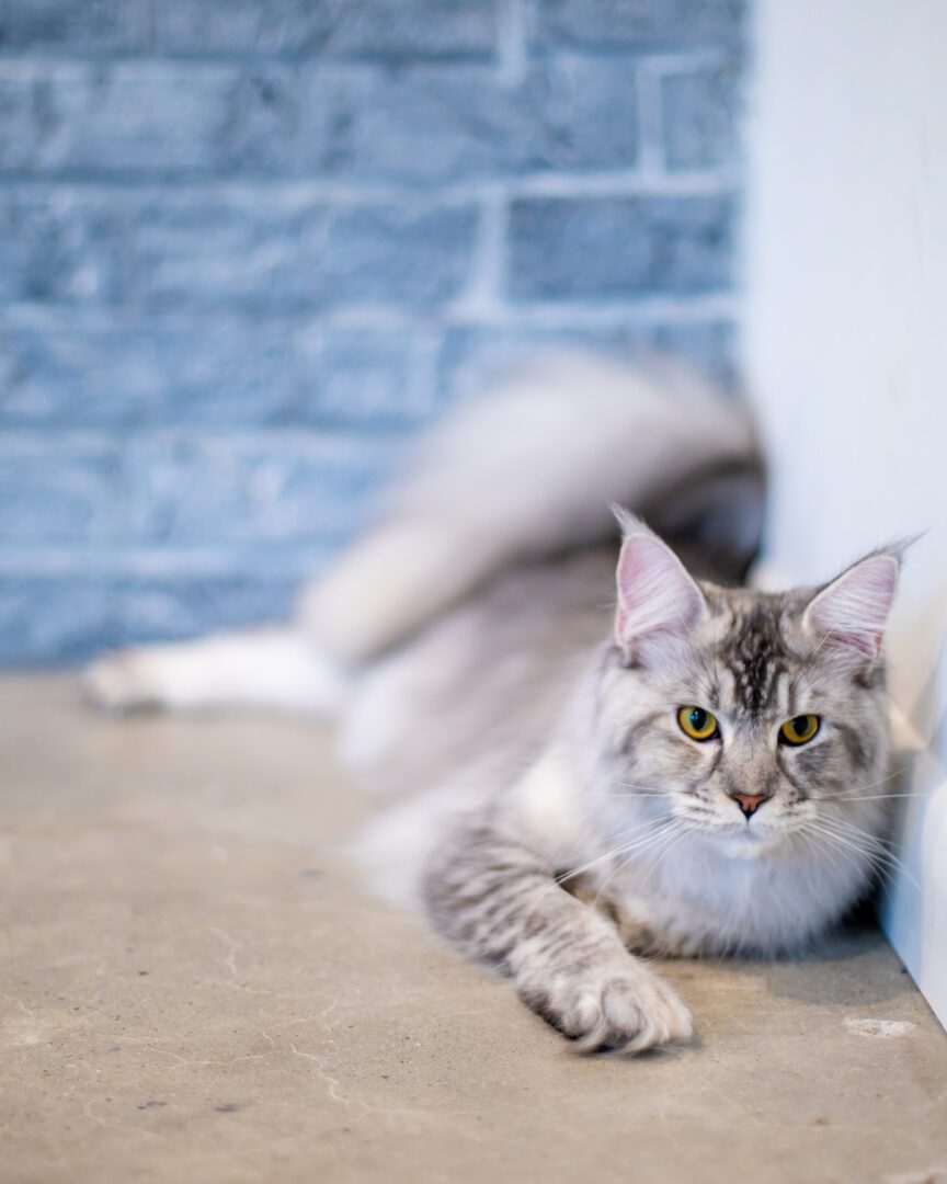 Mythic Maine Coons