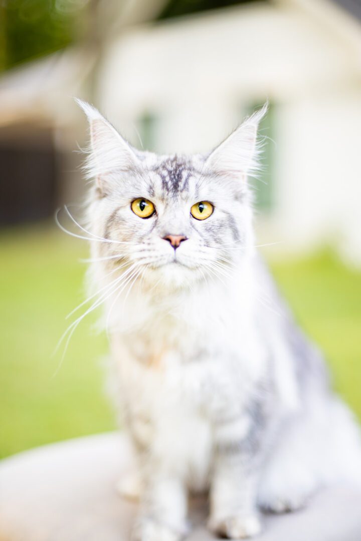 Mythic Maine Coons