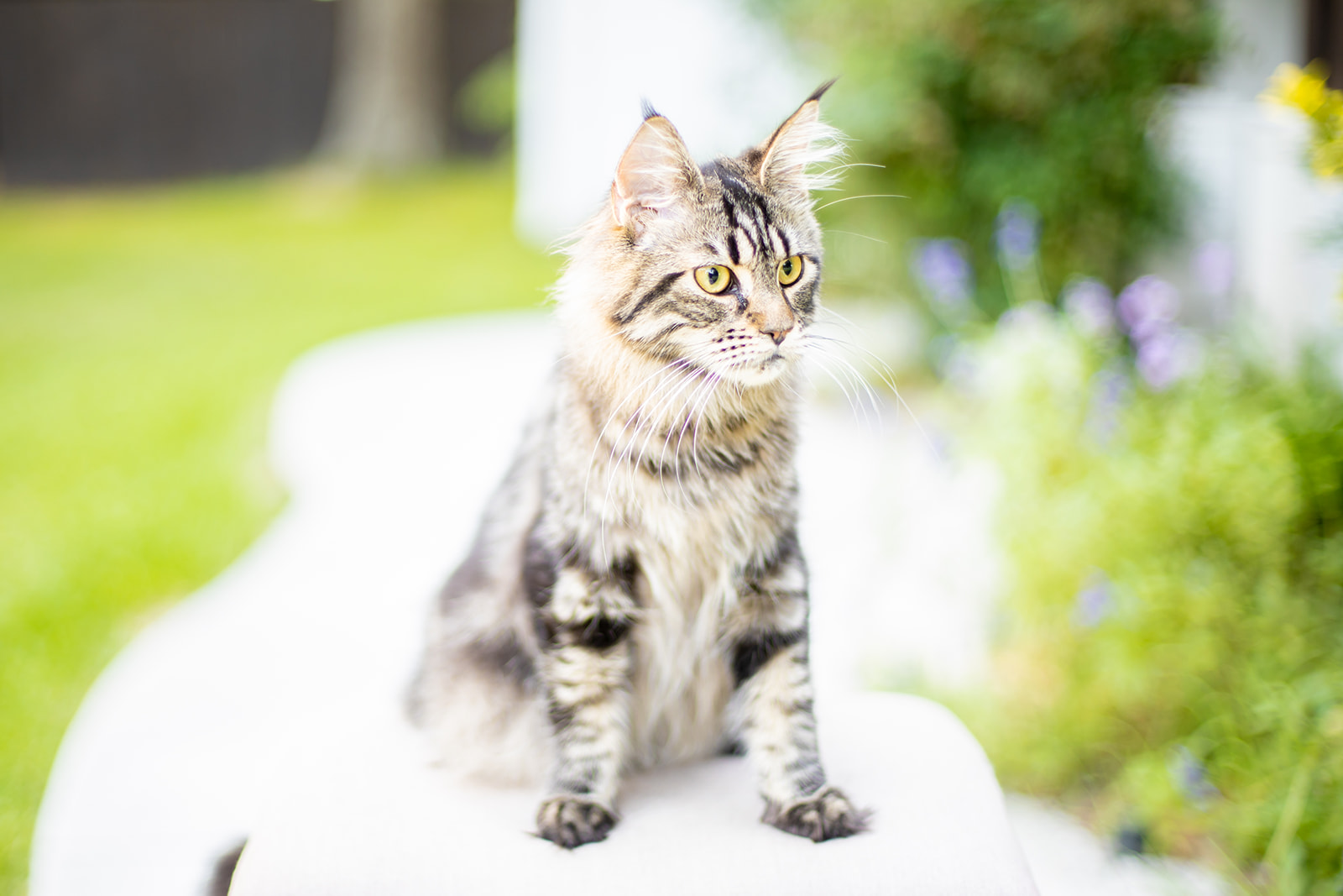 Mythic Maine Coons