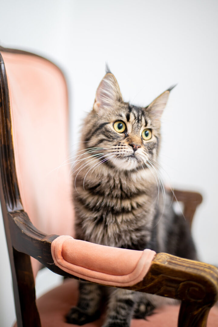 Mythic Maine Coons