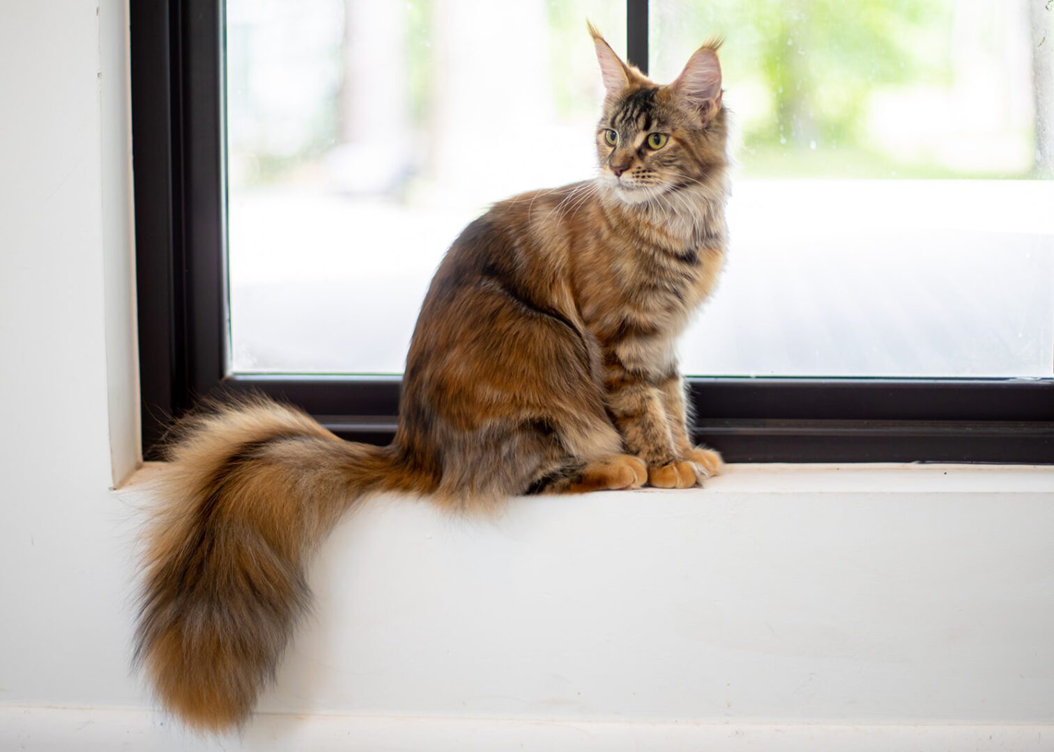 Mythic Maine Coons