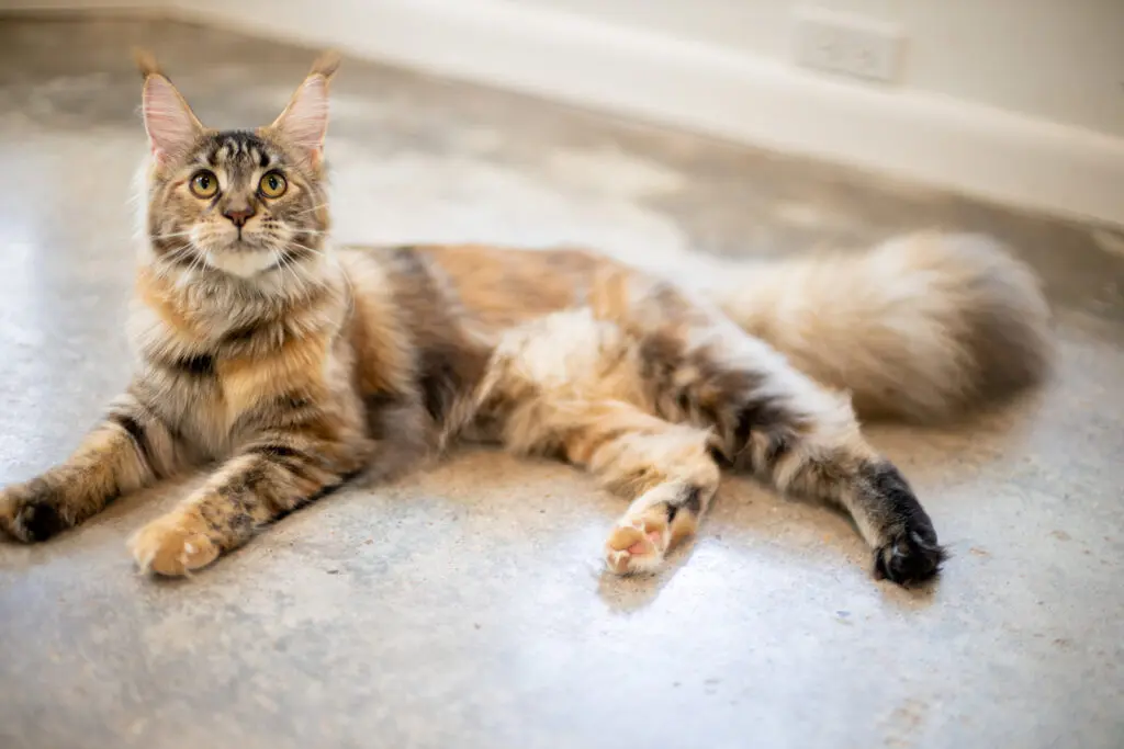 Mythic Maine Coons