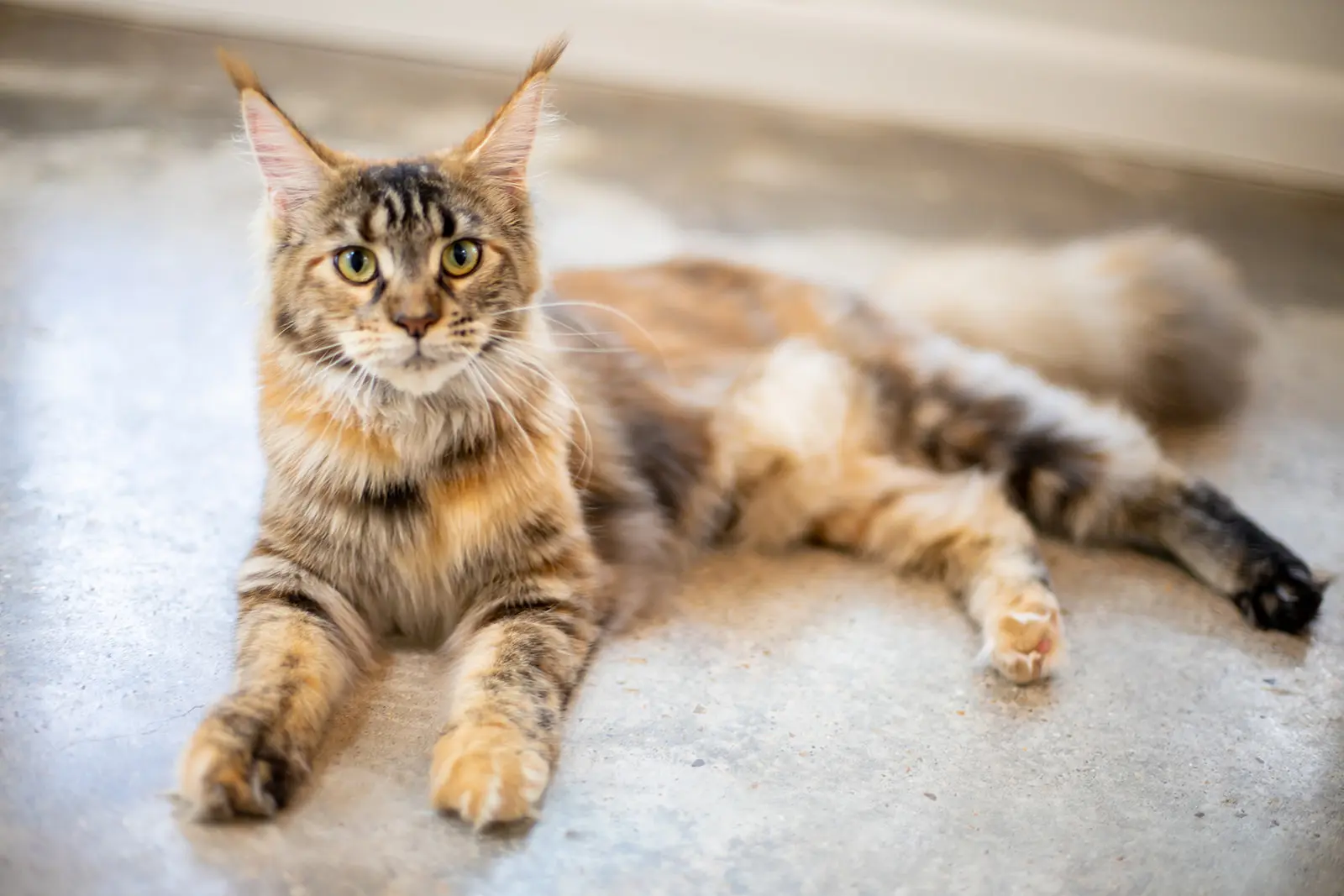 Maine Coon Kittens for Sale - Dark Paws Maine Coon Kittens