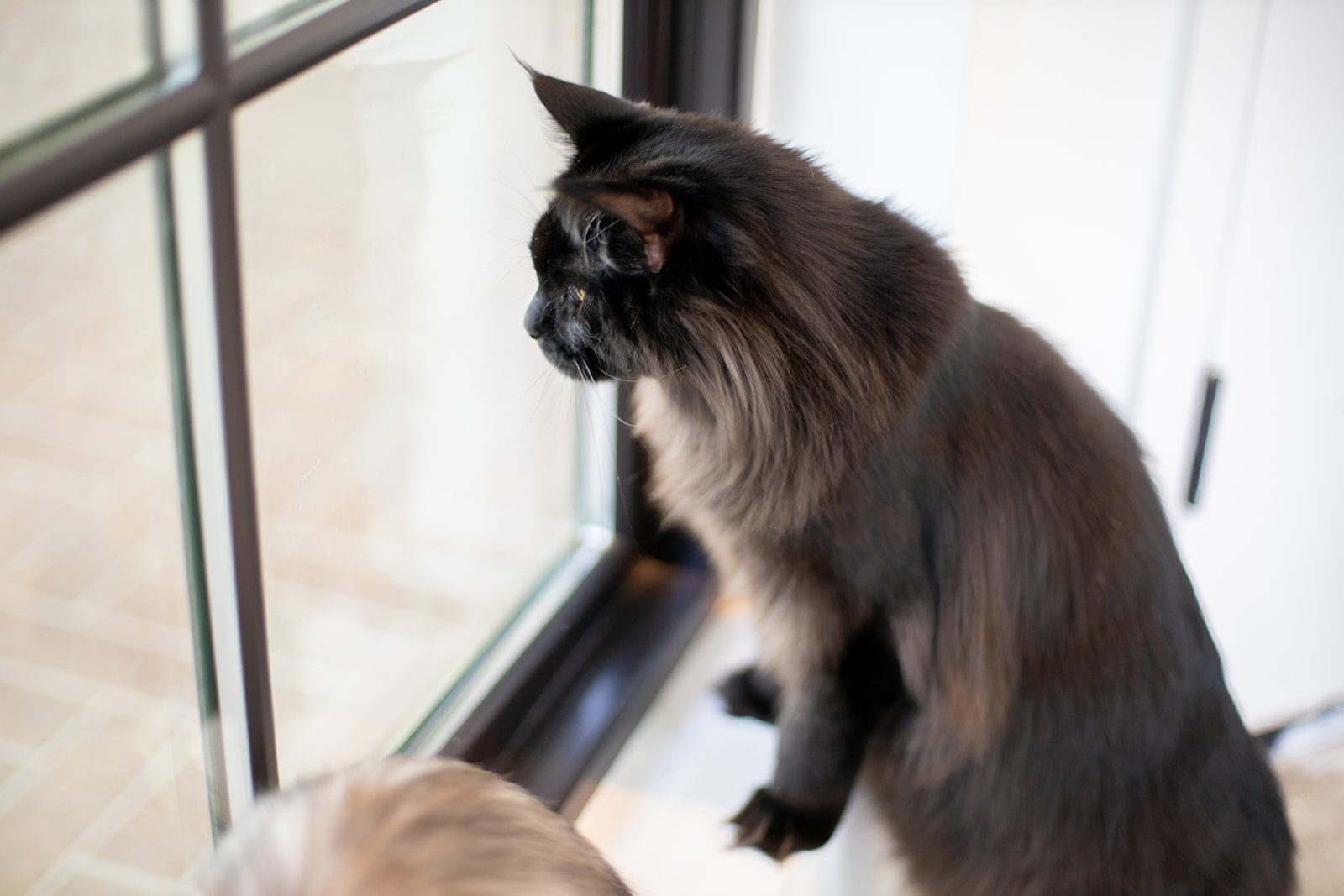 Mythic Maine Coons