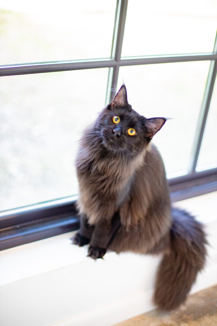 Mythic Maine Coons