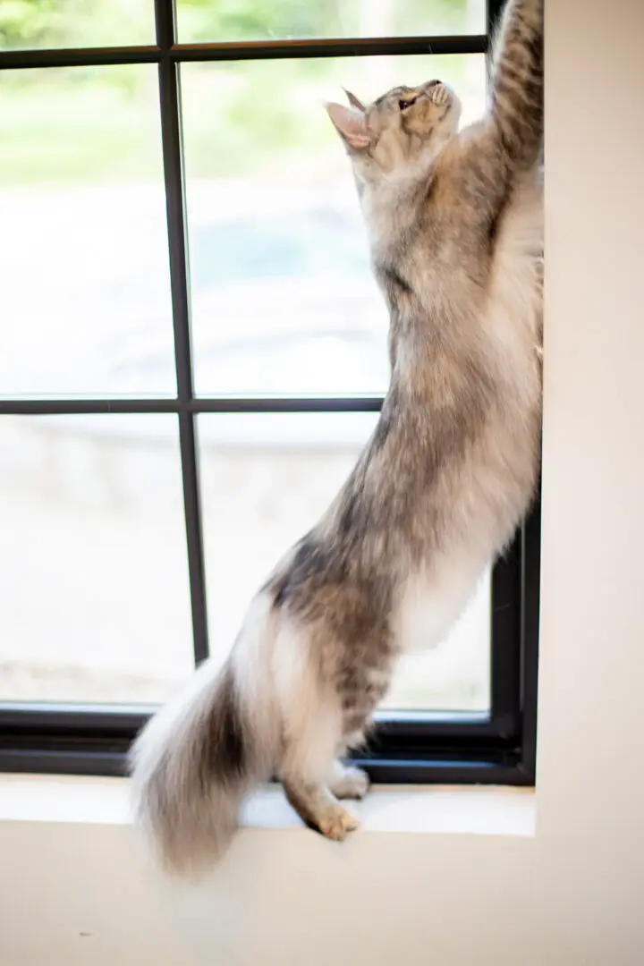 Mythic Maine Coons