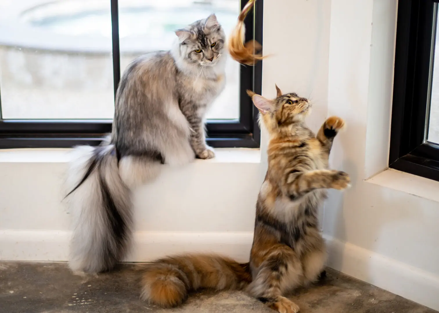 Mythic Maine Coons