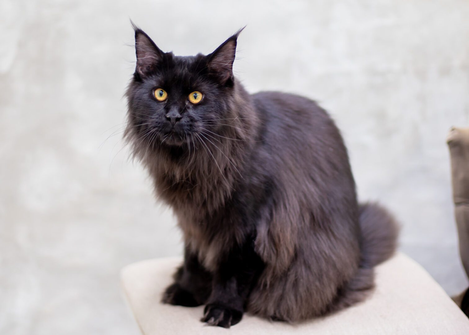 Mythic Maine Coons