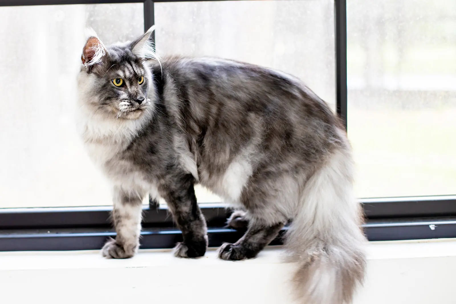 Mythic Maine Coons