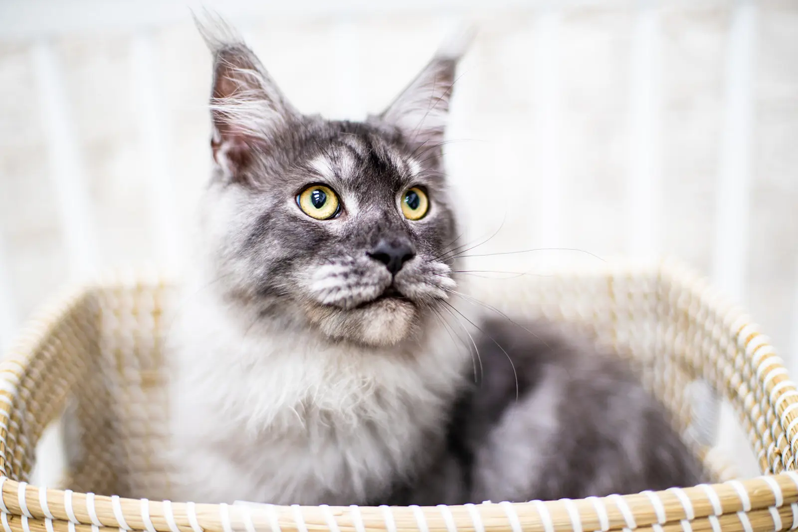 Mythic Maine Coons