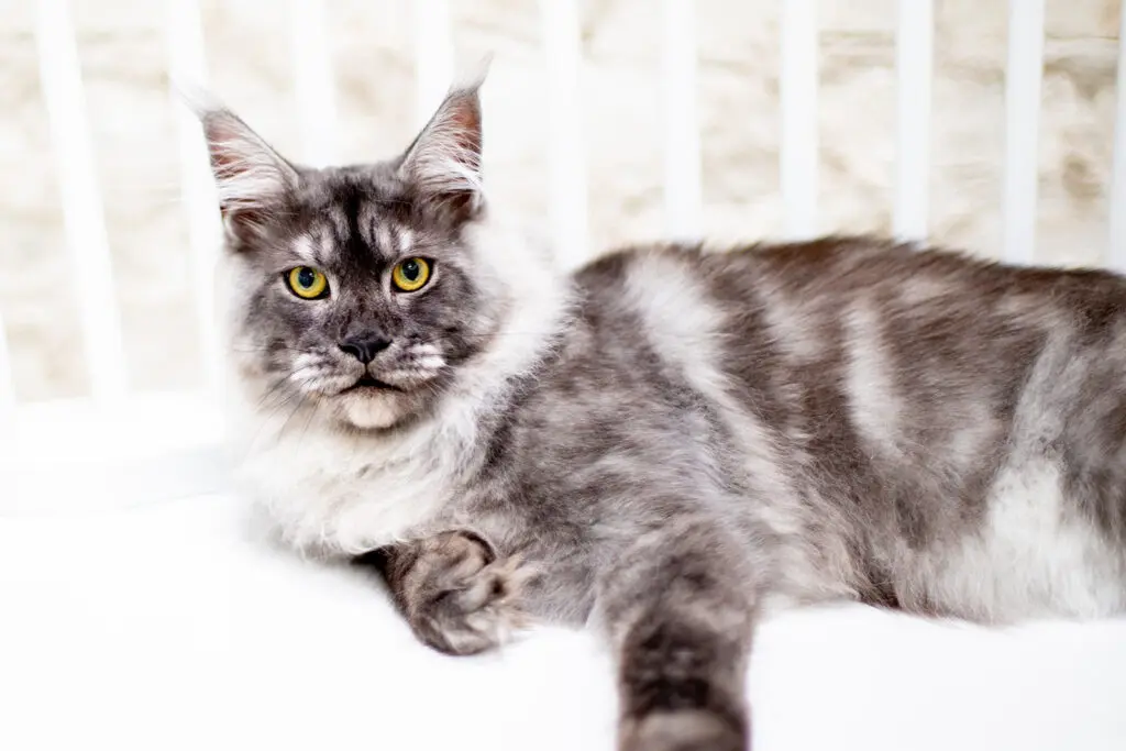 Mythic Maine Coons