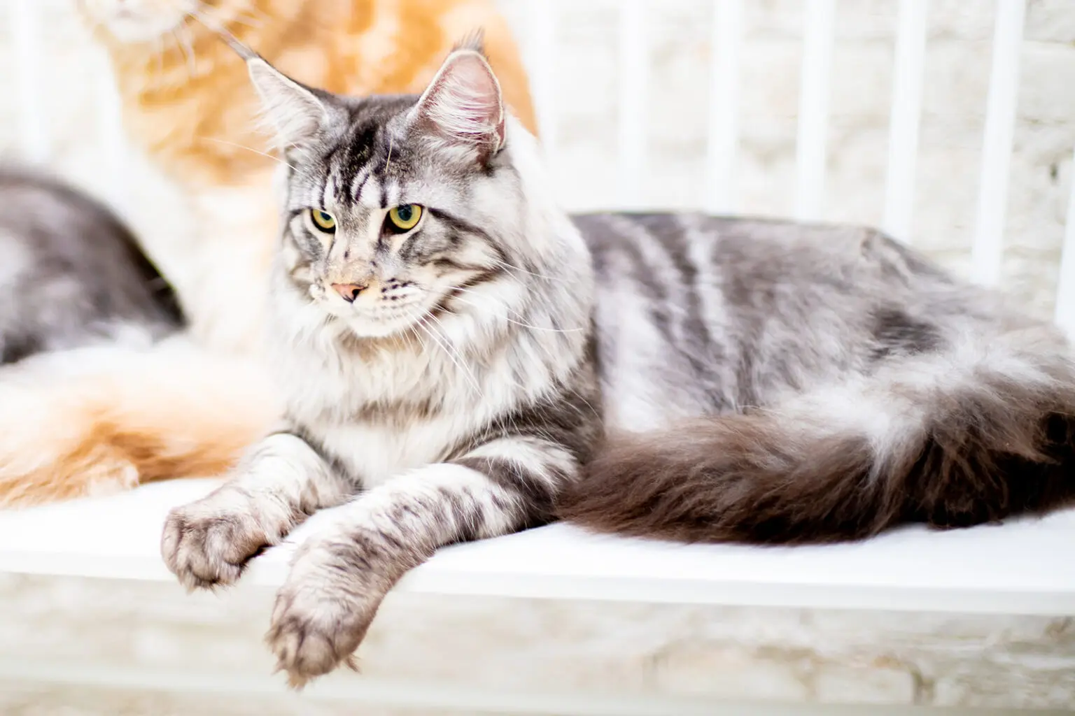 King Maine Coon - Mythic Maine Coons