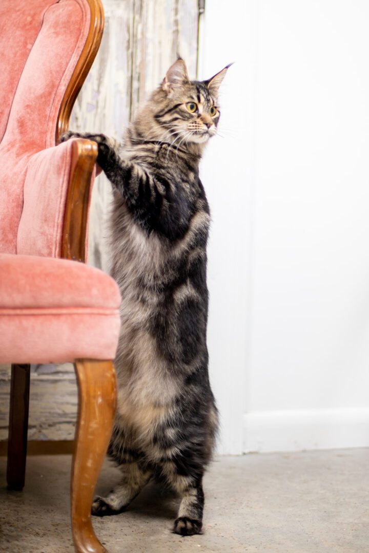 Mythic Maine Coons