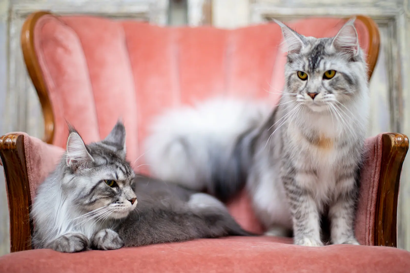 Mythic Maine Coons