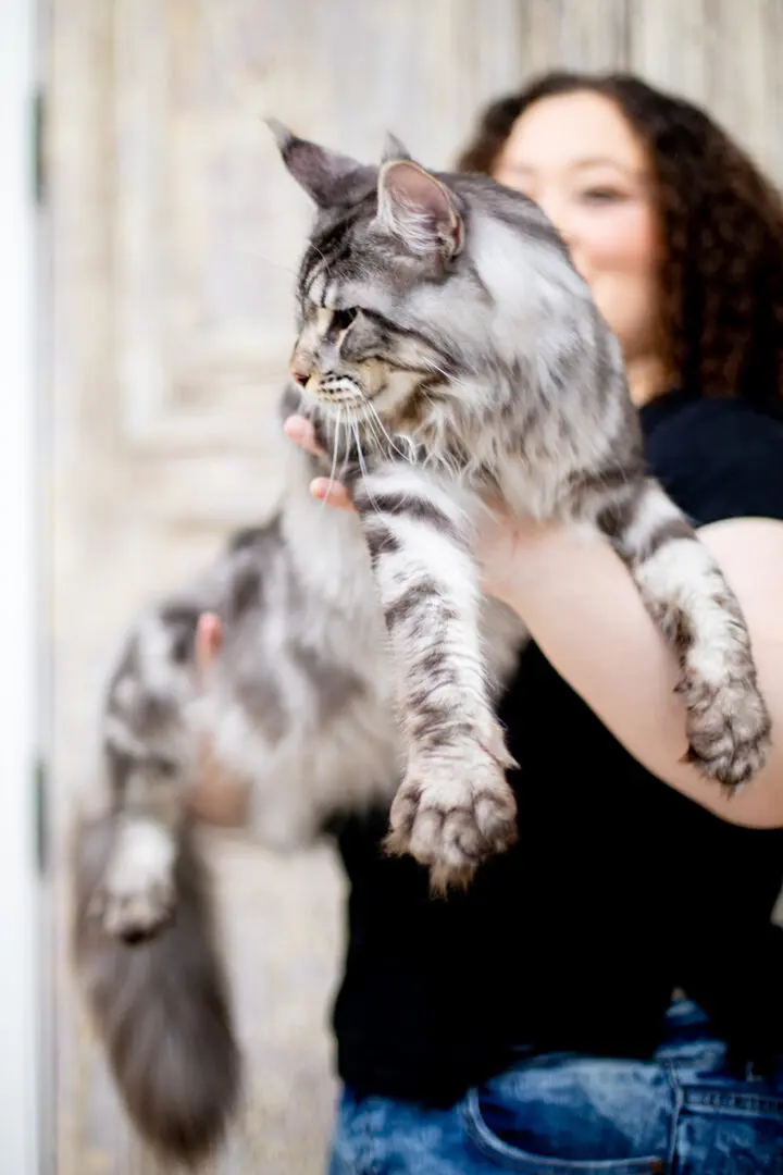 Mythic Maine Coons