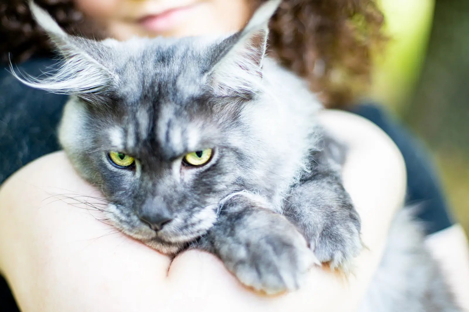 Mythic Maine Coons