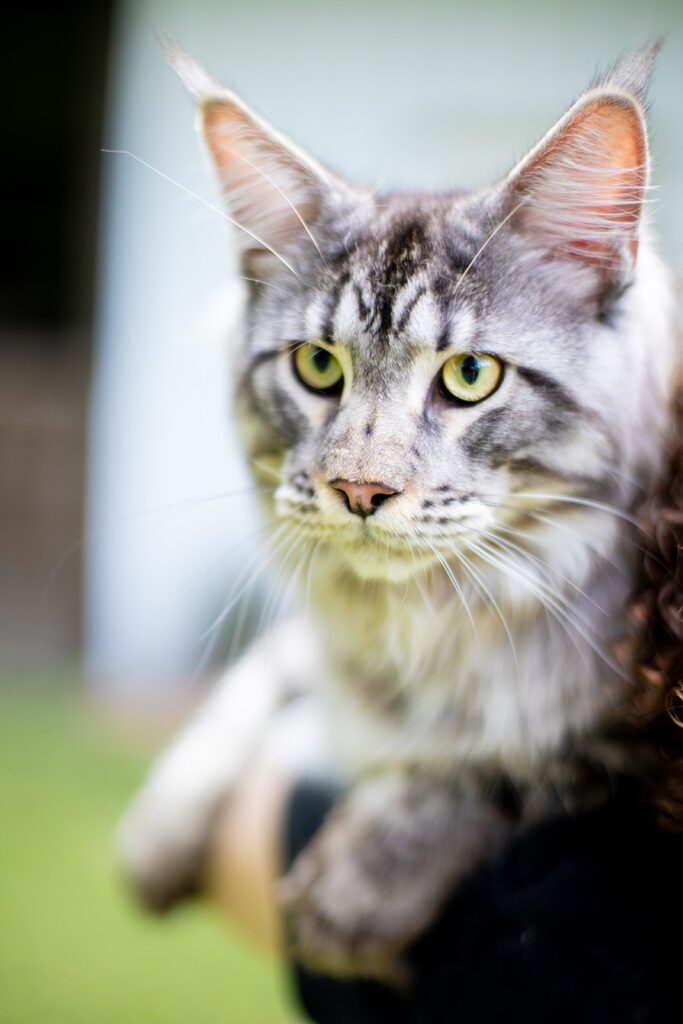 King Maine Coon - Mythic Maine Coons