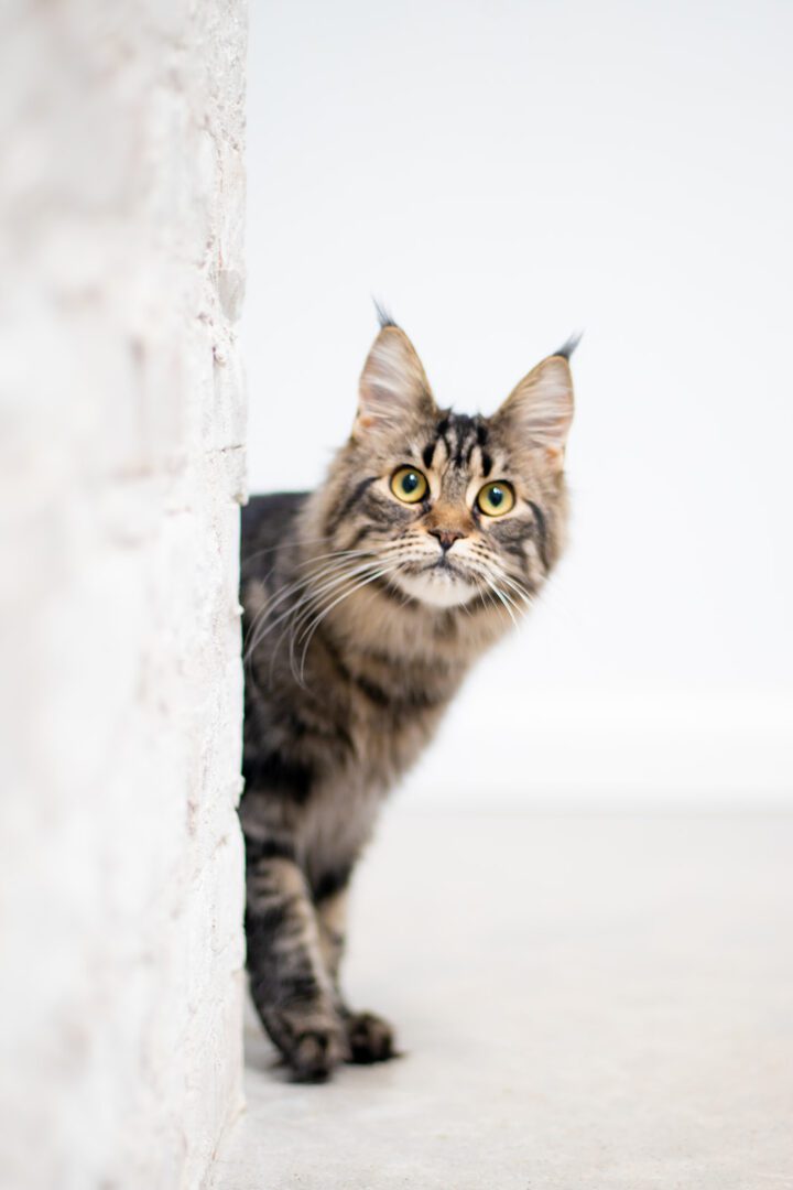 Mythic Maine Coons