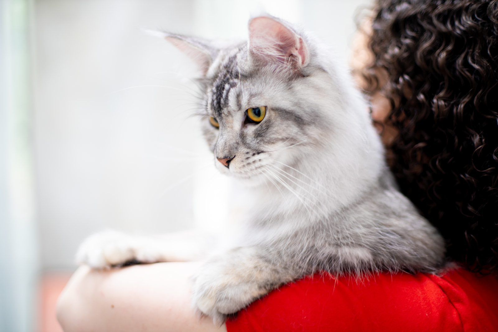 Mythic Maine Coons