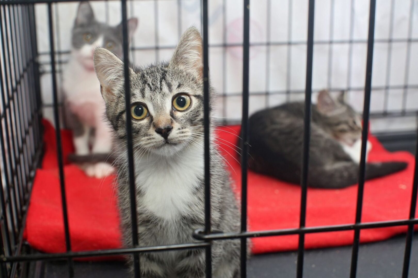 A beautiful grey color kitten inside a cage