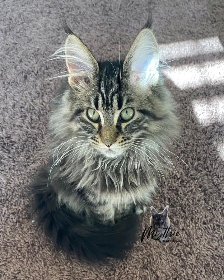 A beautiful majestic cat in grey color