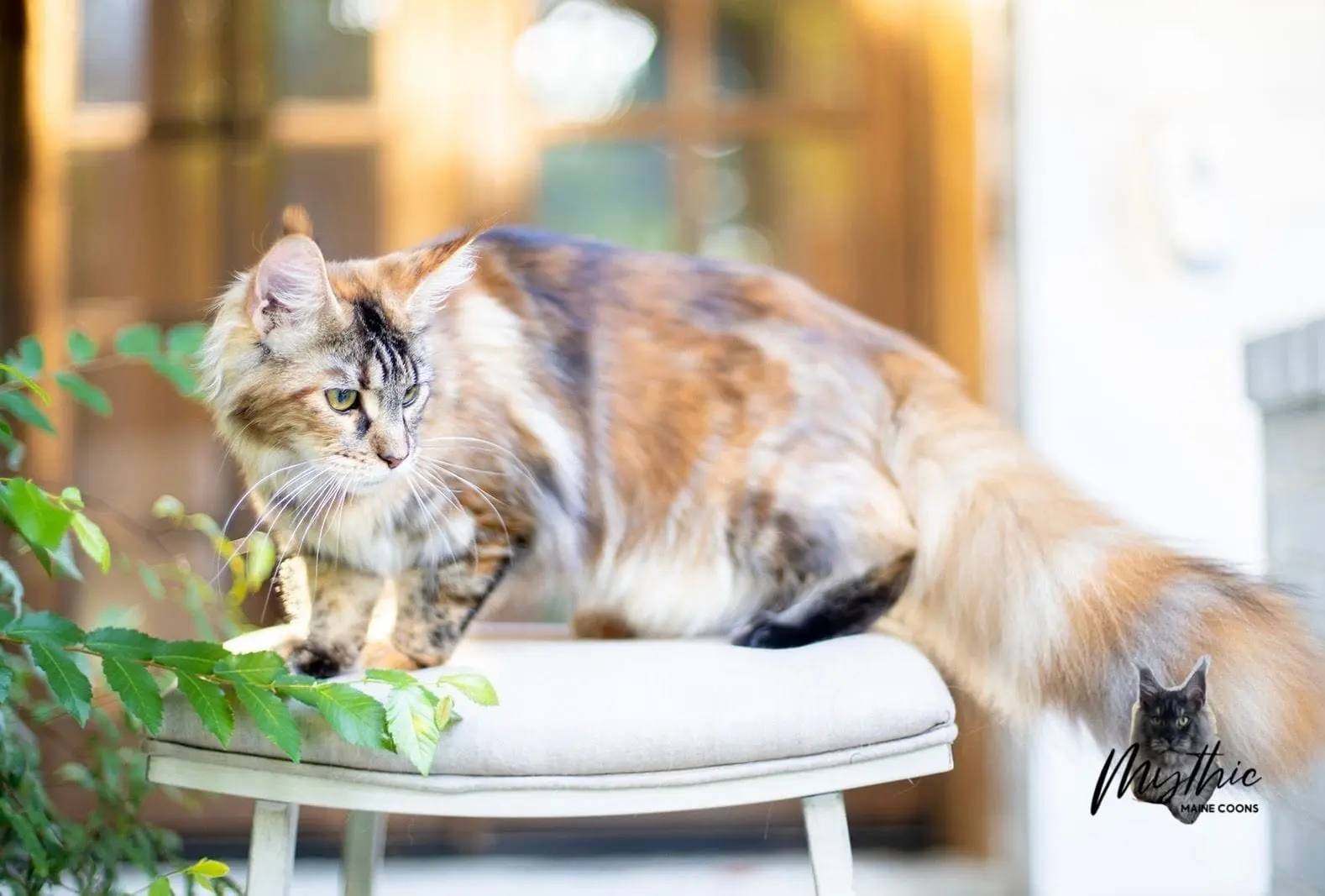 A beautiful cat with rich fluffy fur coat