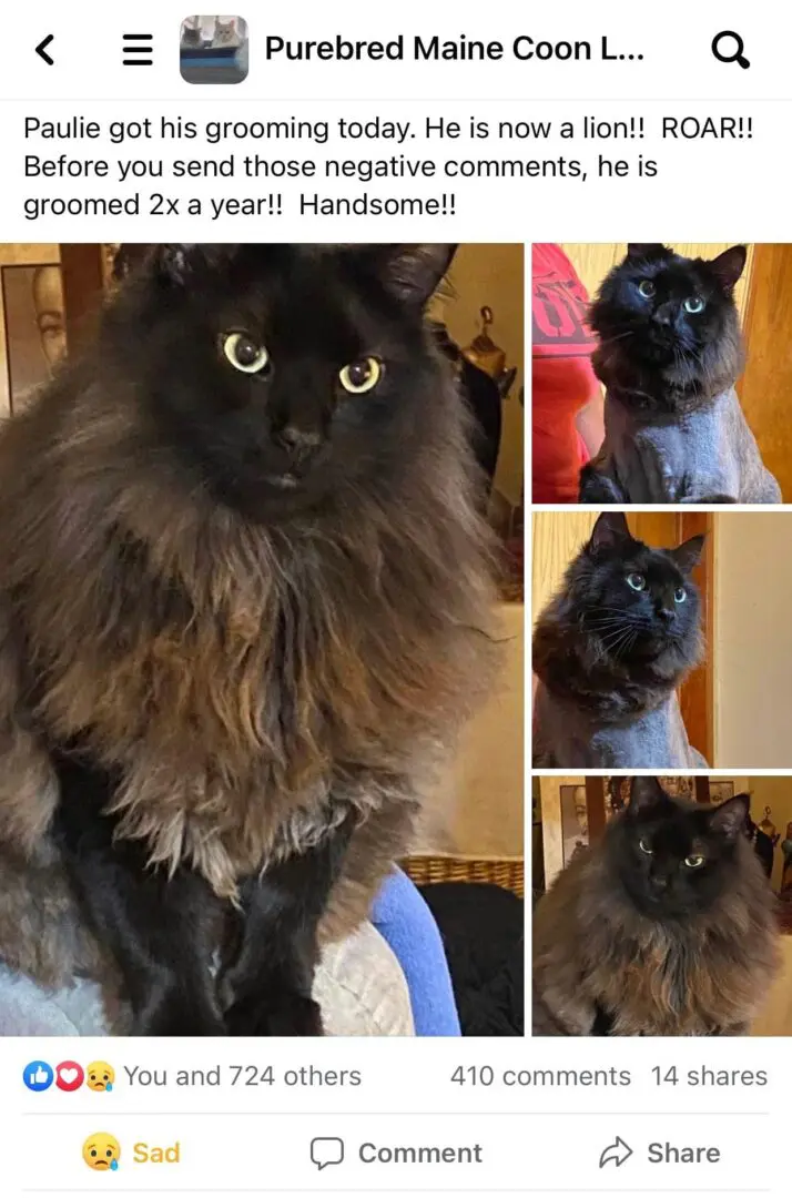 A beautiful cat with a beautiful mane