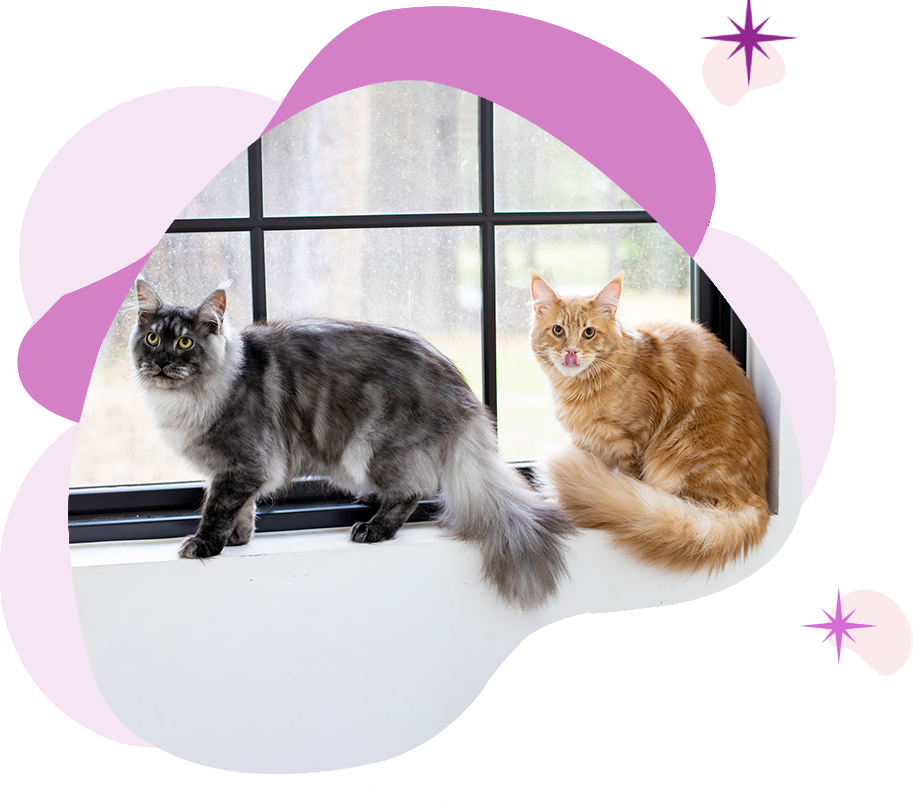 Mythic Maine Coons