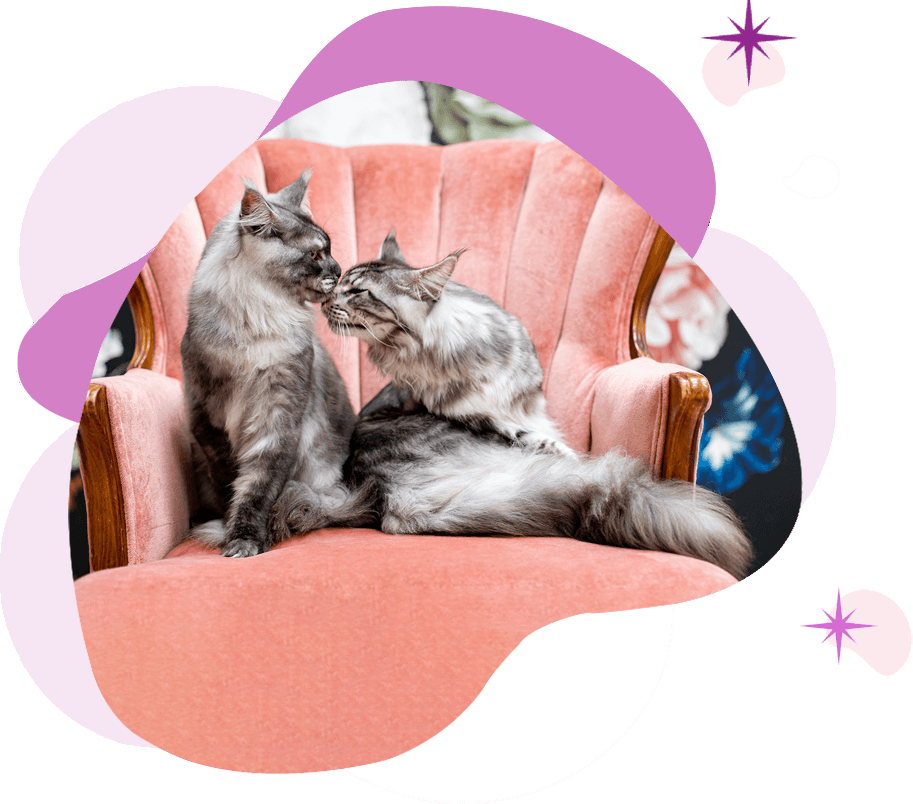 Mythic Maine Coons