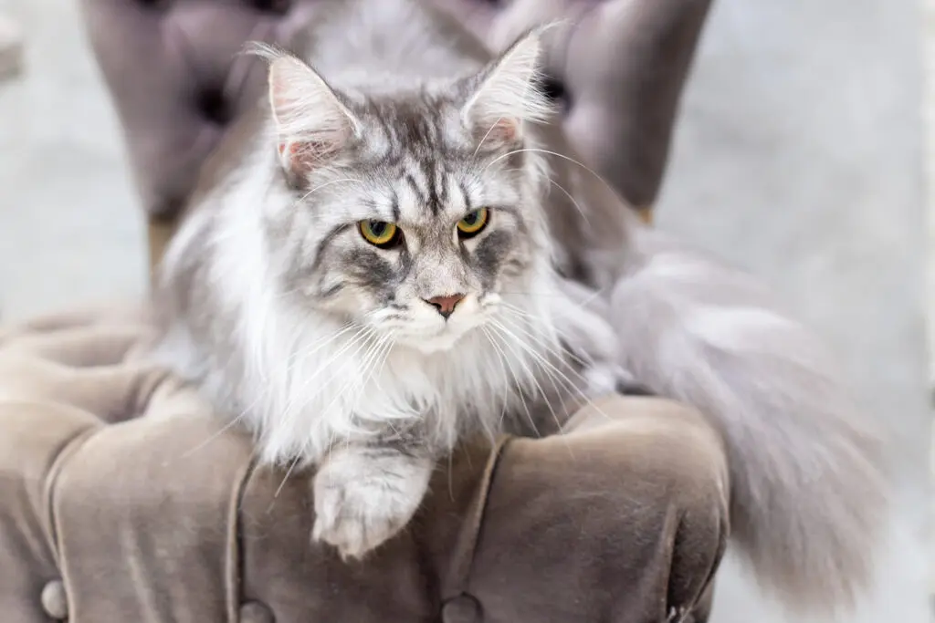 Mythic Maine Coons