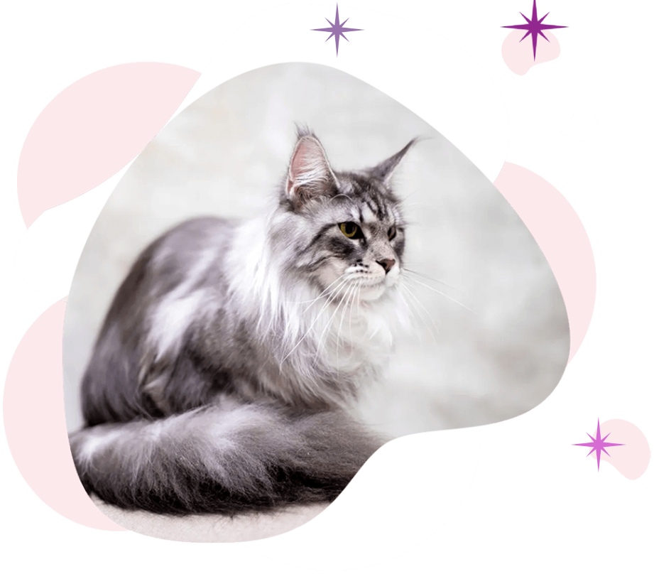 Mythic Maine Coons