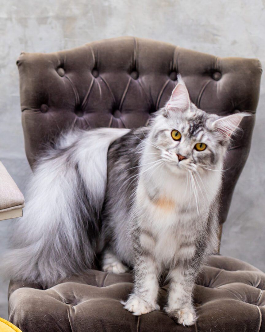 Mythic Maine Coons