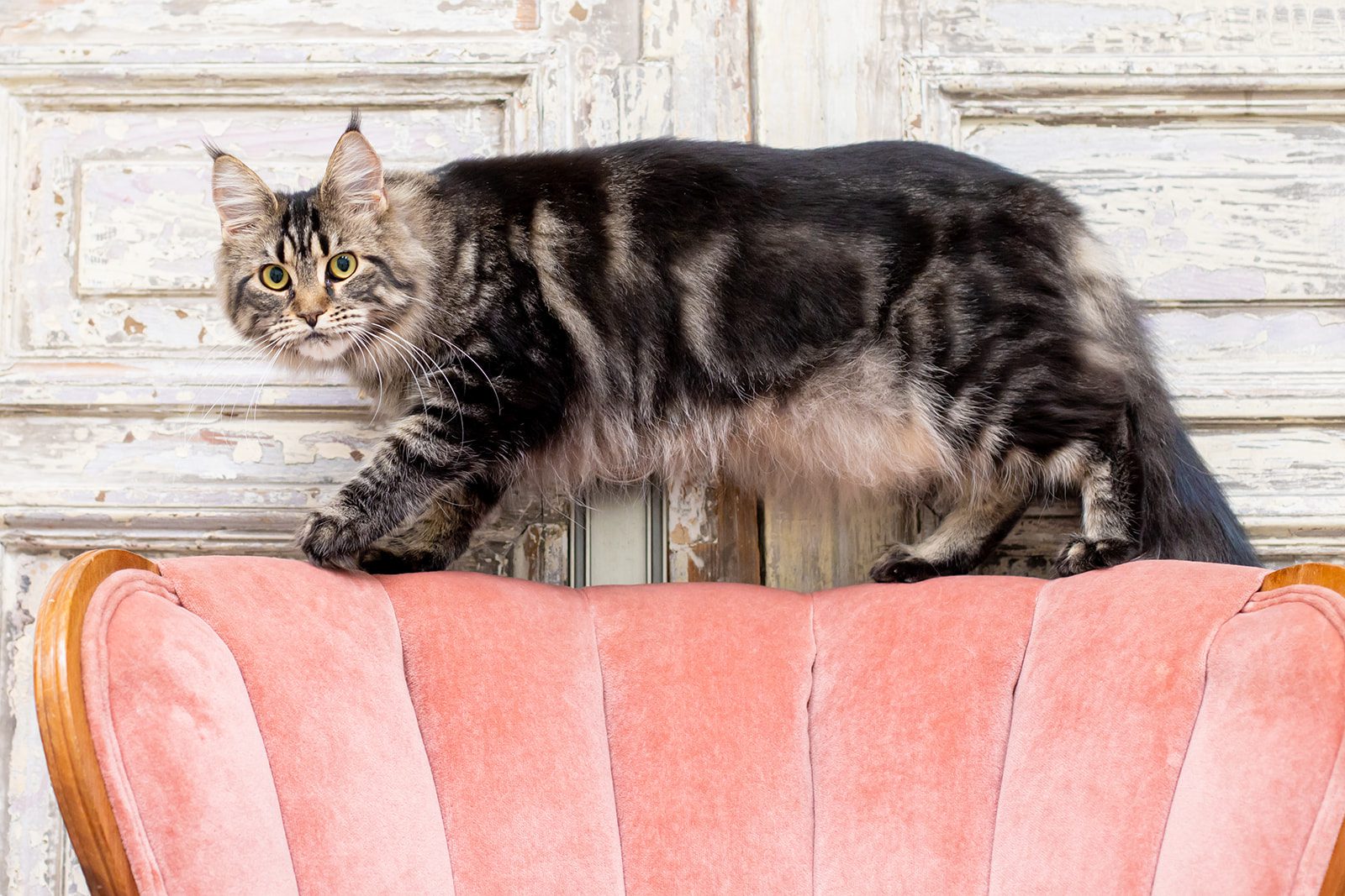 Mythic Maine Coons