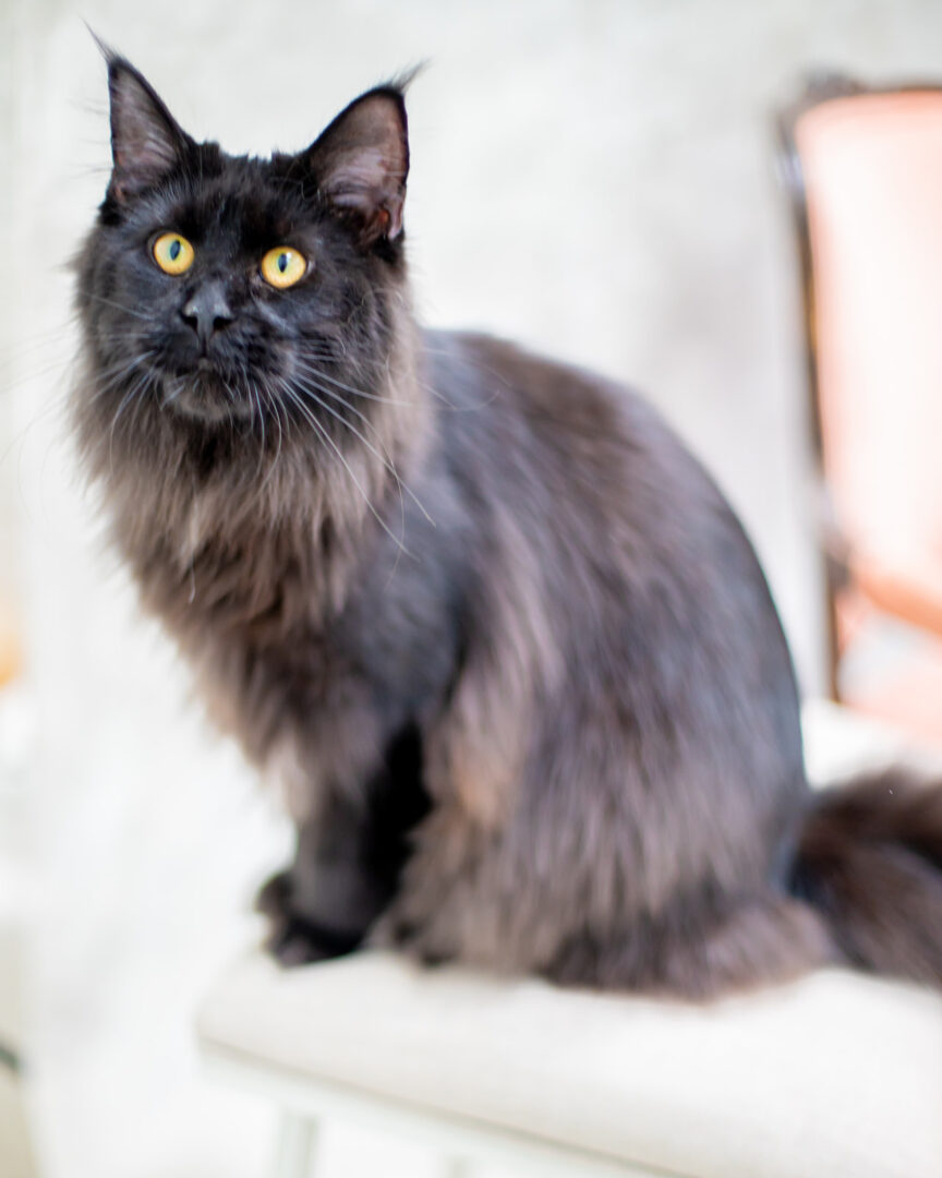 Mythic Maine Coons