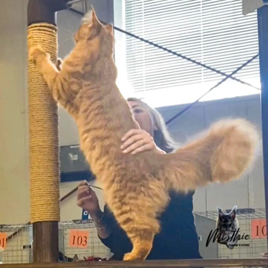 A Maine Coon breed cat getting trained