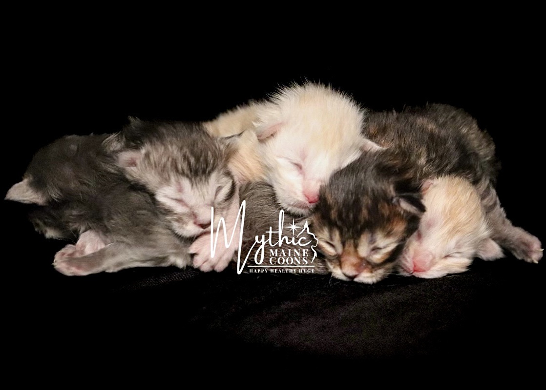 Maine Coon Kittens for Sale - Dark Paws Maine Coon Kittens