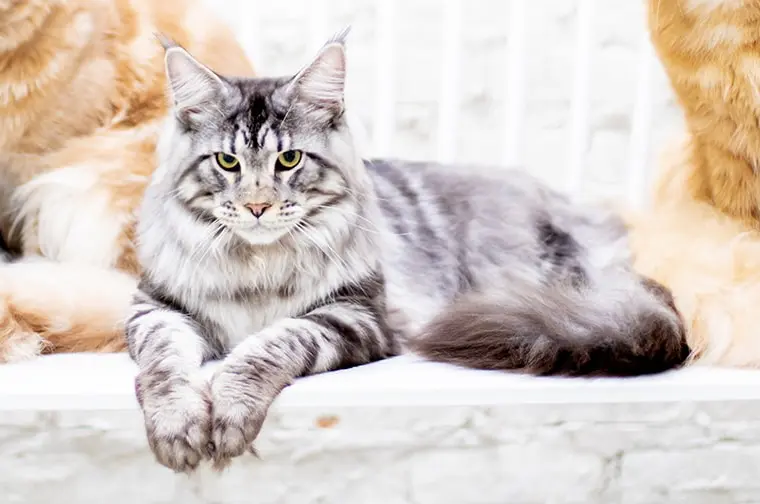 Champion King Zeus sitting on a couch