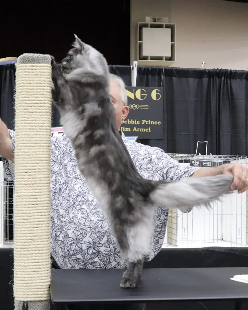 Zeus getting trained and standing on a table