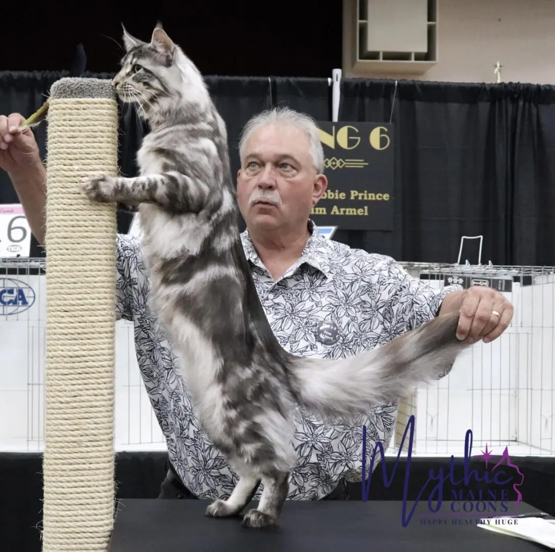 Hades standing on a table and getting trained