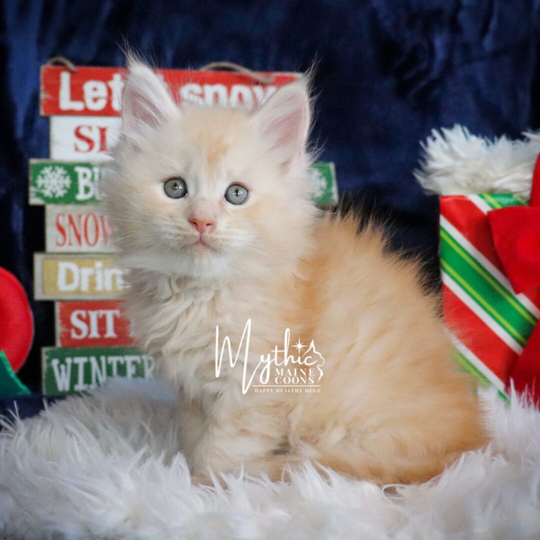 Deimos [male]: 8 Weeks