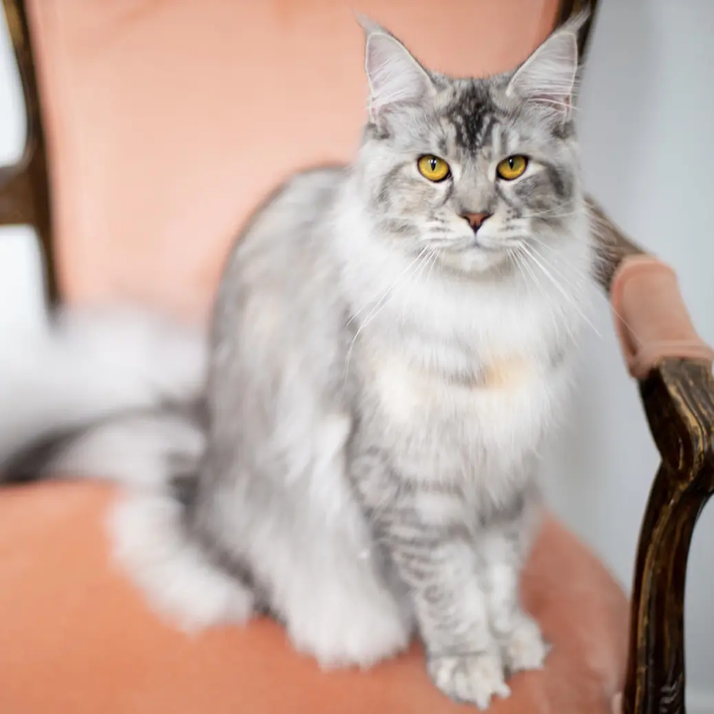 Melody Maine Coons