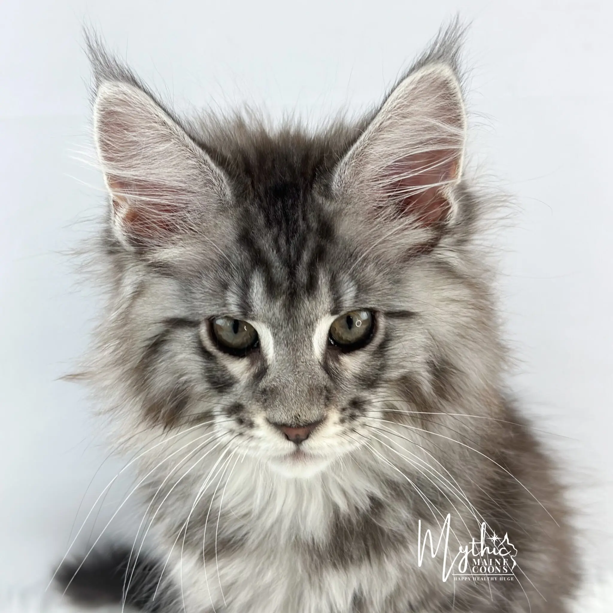Maine Coon Adoption Nj - 1s2744a