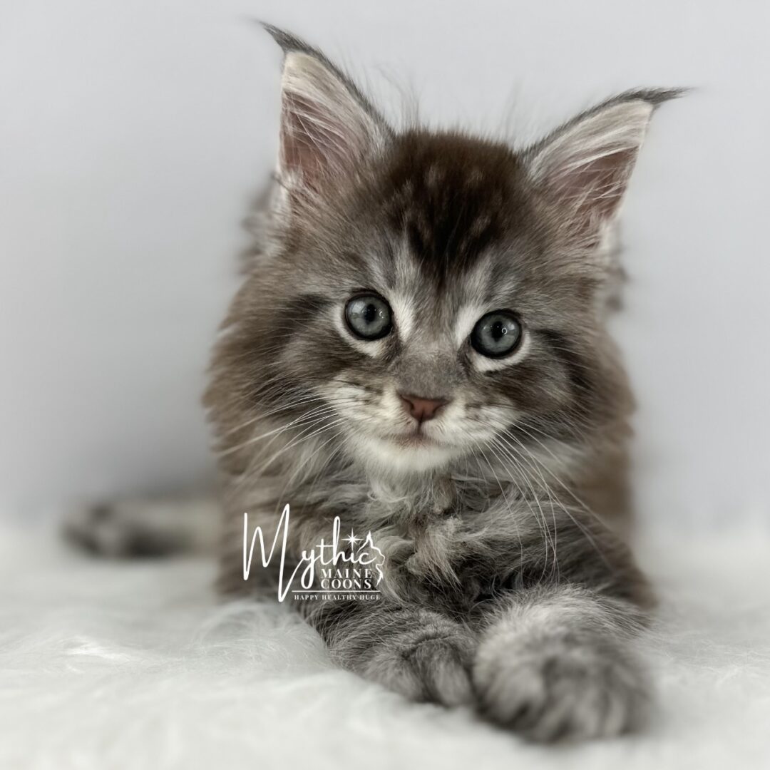 Maine Coon Adoption - Mythic Maine Coons