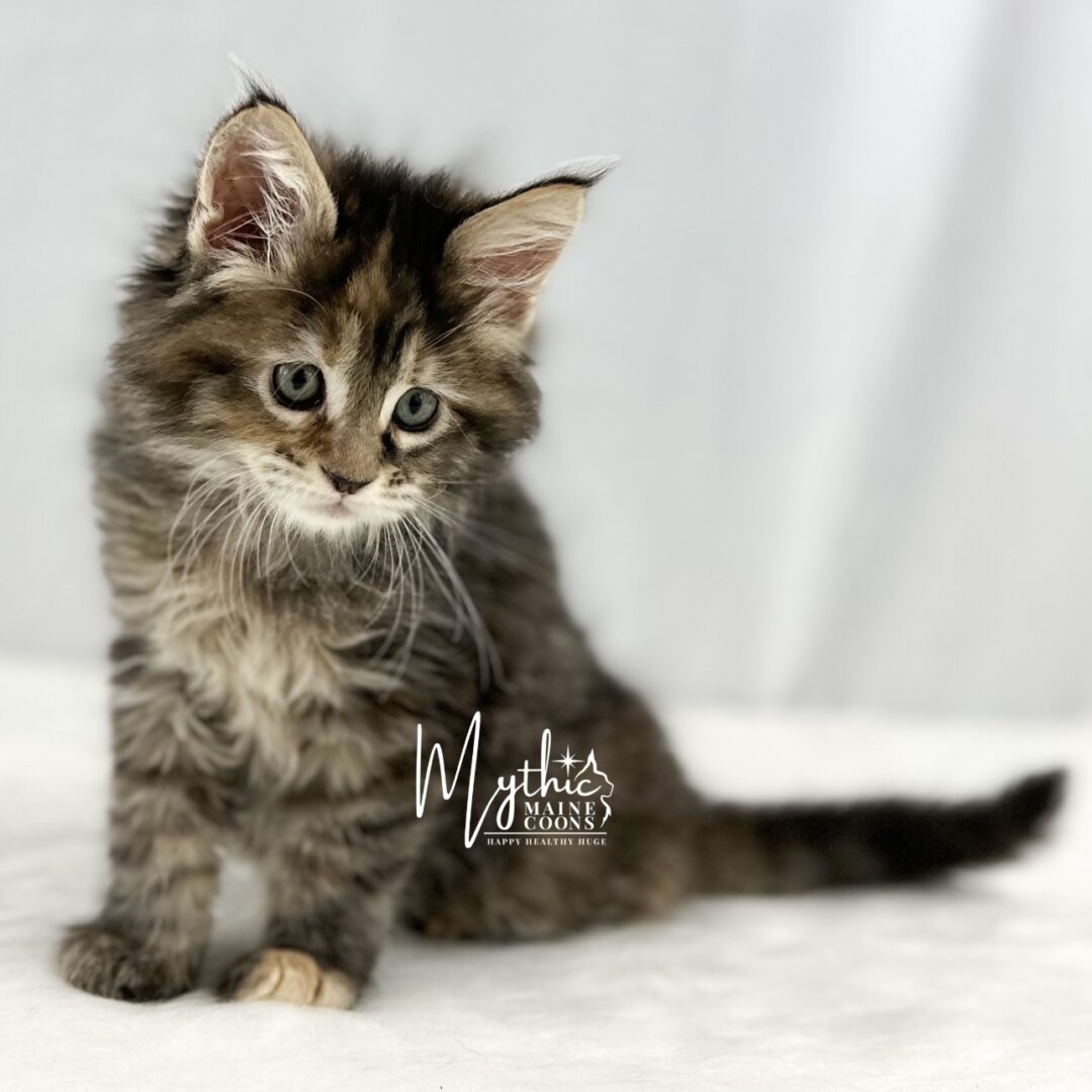 grey tabby maine coon kittens