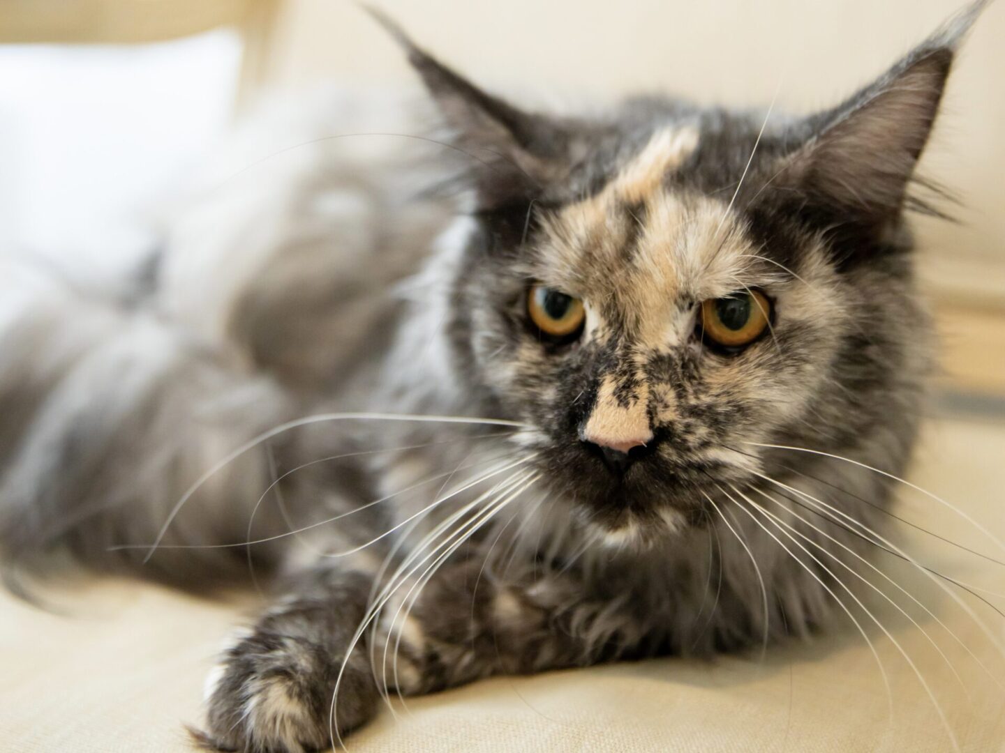 Melody Main Coon session Nov23
