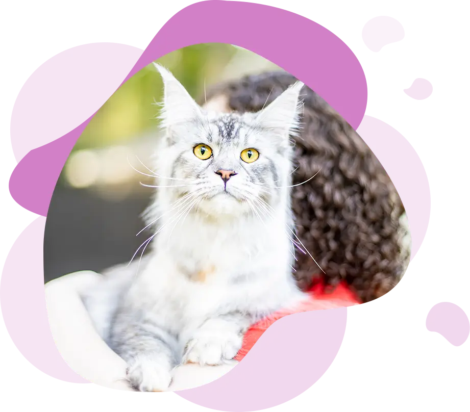 CAT ON A WOMEN SHOULDER